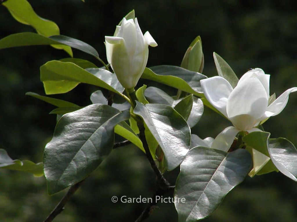 Magnolia ‚Porcelain Dove‘