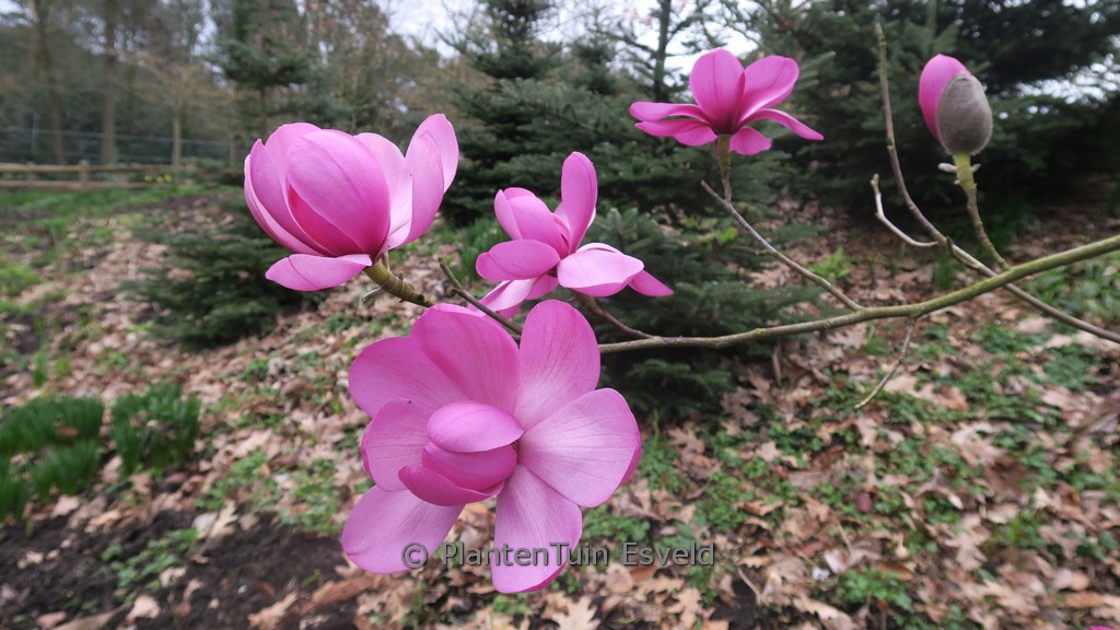 Magnolia ‚Premier Cru‘