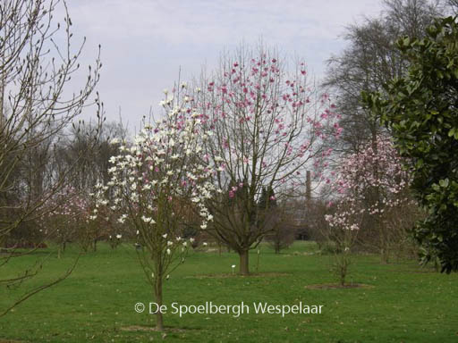 Magnolia ‚Purple Breeze‘