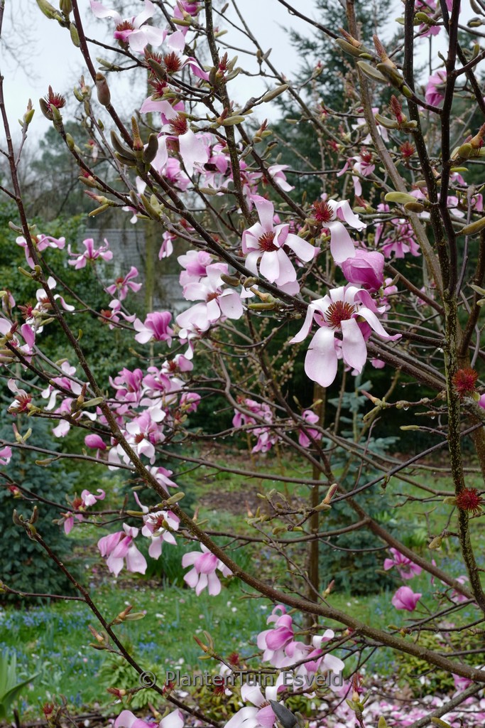 Magnolia ‚Purple Star‘