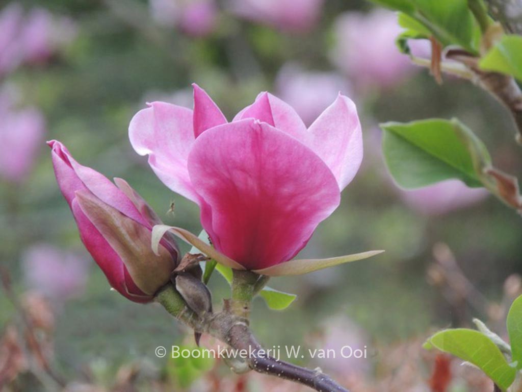 Magnolia ‚Red As Red‘