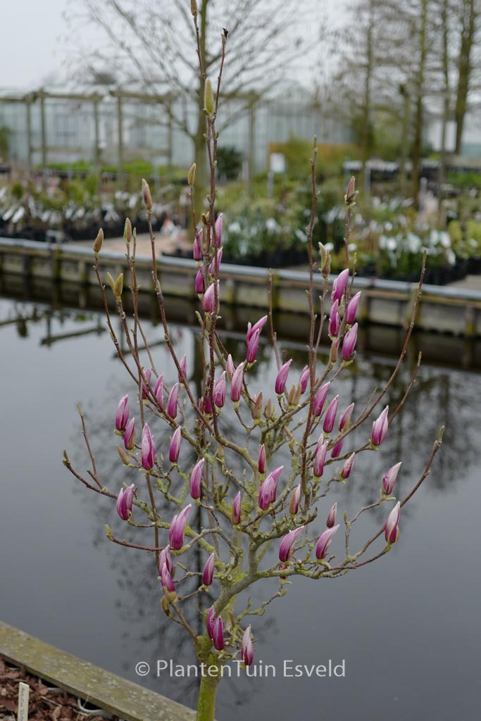 Magnolia ‚Red Lucky‘