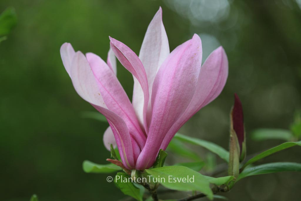 Magnolia ‚Ricki‘