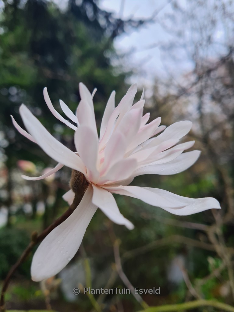Magnolia ‚Royal Crown‘