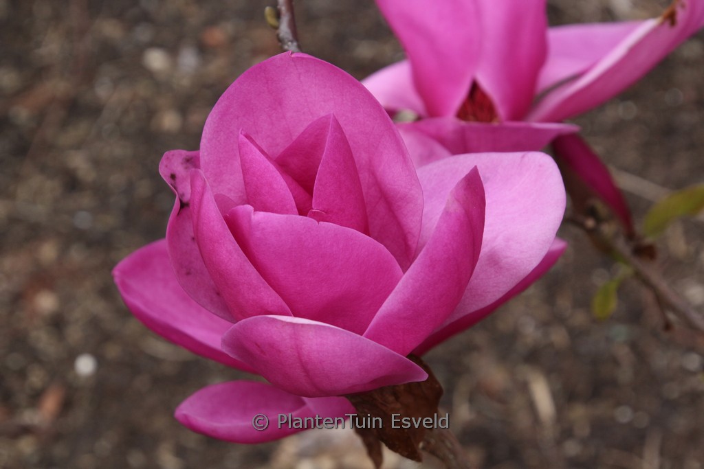 Magnolia ‚Royal Purple‘