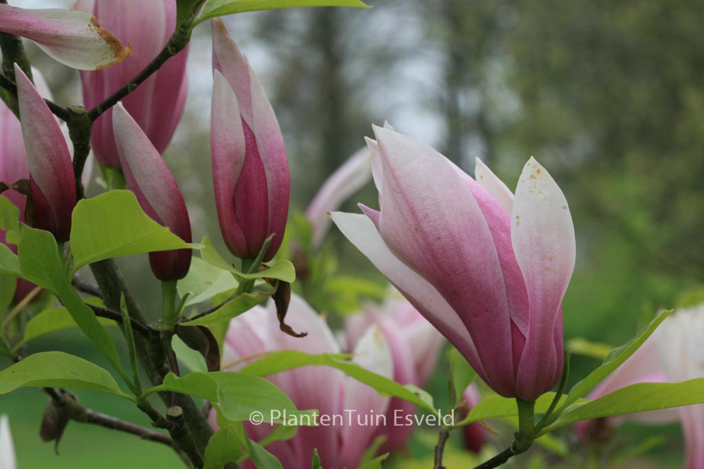 Magnolia ‚Sentinel‘