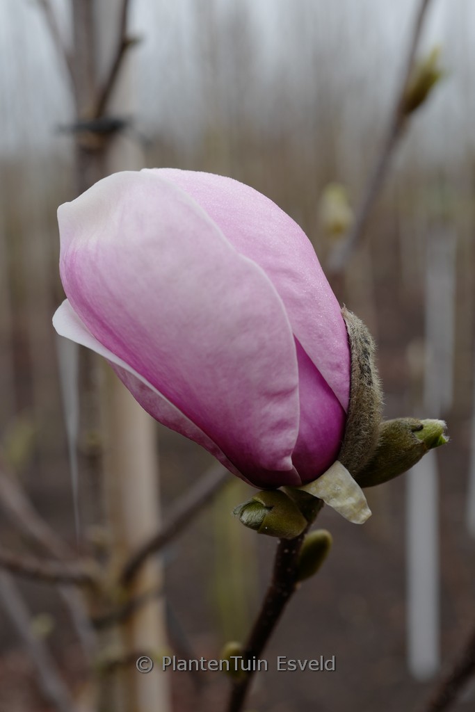 Magnolia ‚Simple Pleasures‘