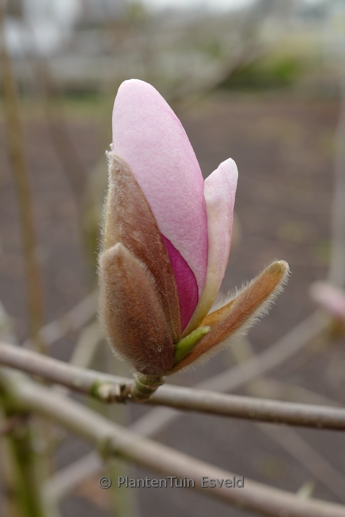 Magnolia ‚Soulcamp‘