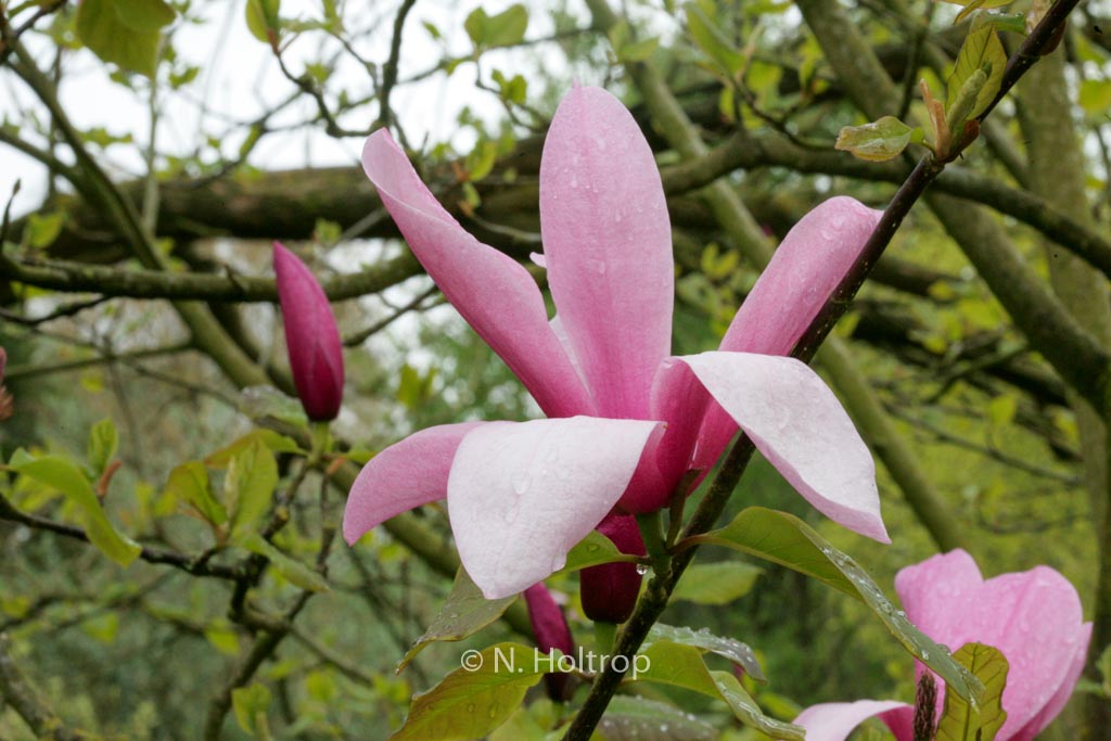 Magnolia ‚Spectrum‘