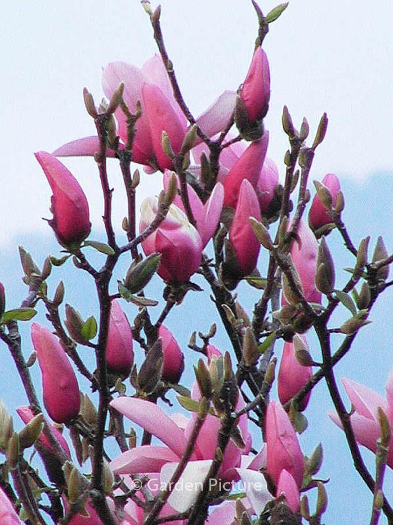 Magnolia ‚Star Wars‘