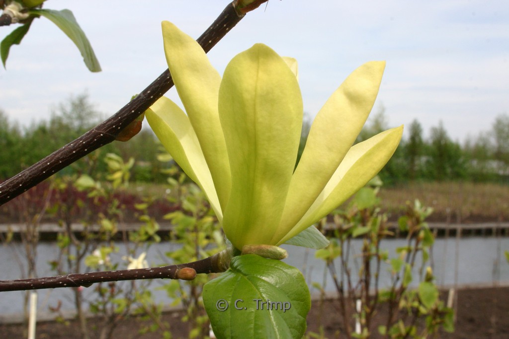 Magnolia ‚Sunburst‘