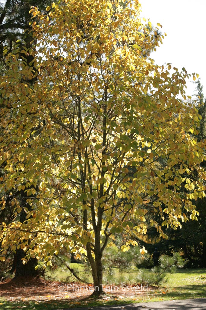 Magnolia ‚Sunray‘