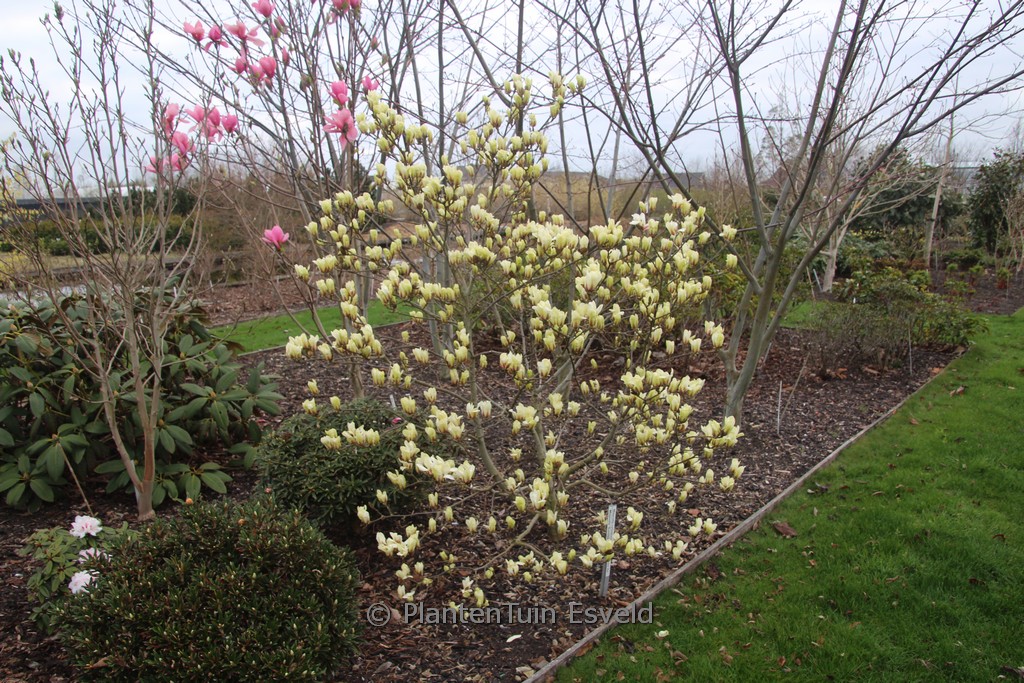 Magnolia ‚Sunrise‘