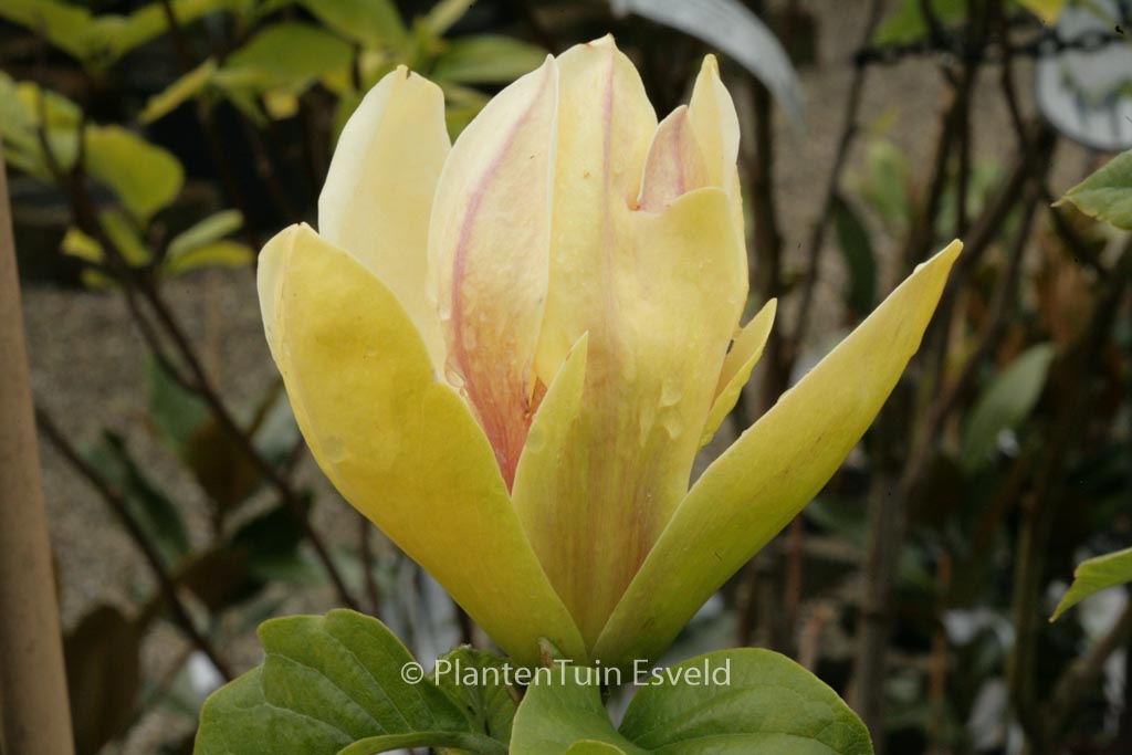 Magnolia ‚Sunsation‘