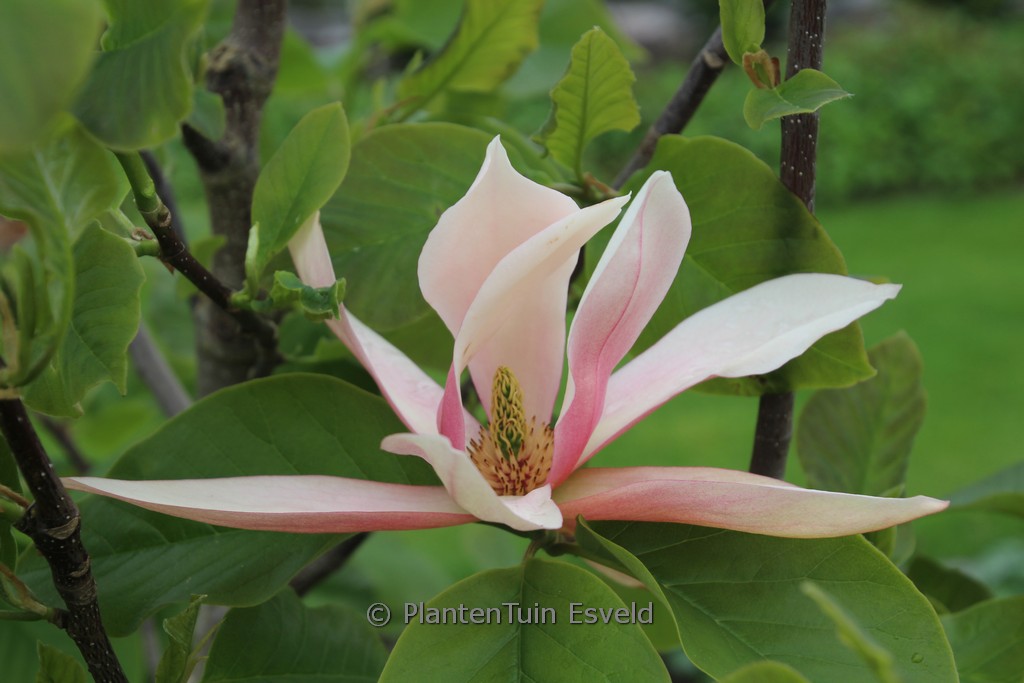 Magnolia ‚Sunset Swirl‘