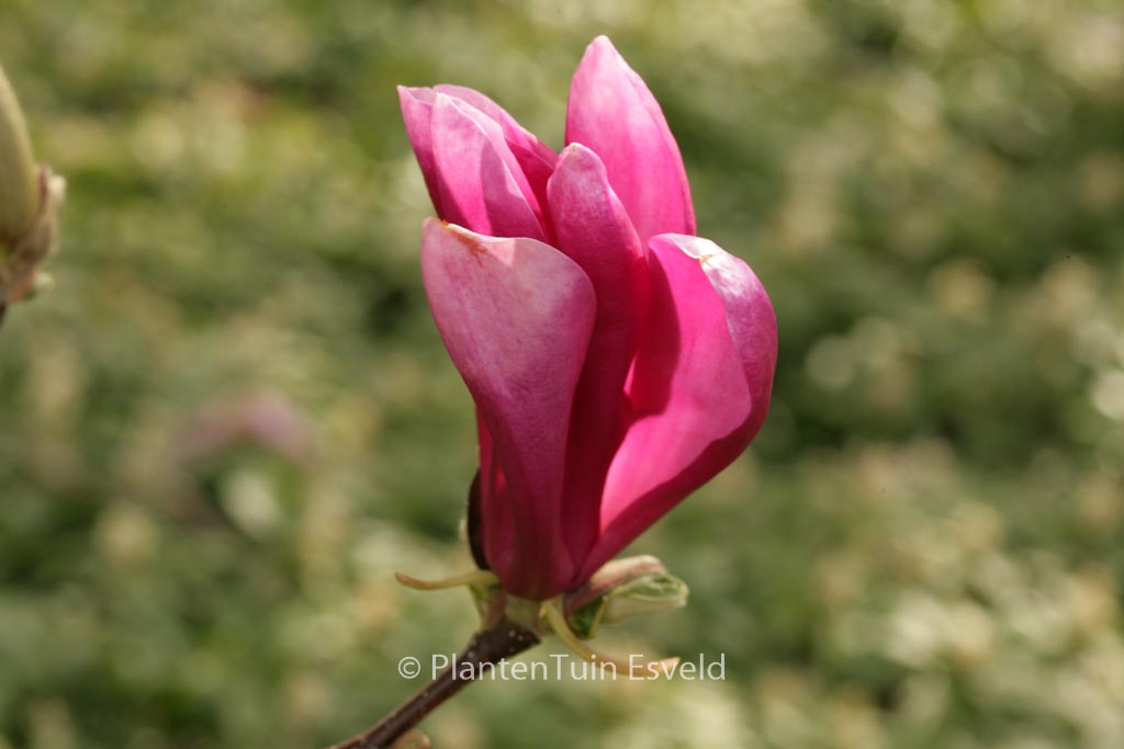 Magnolia ‚Susan‘