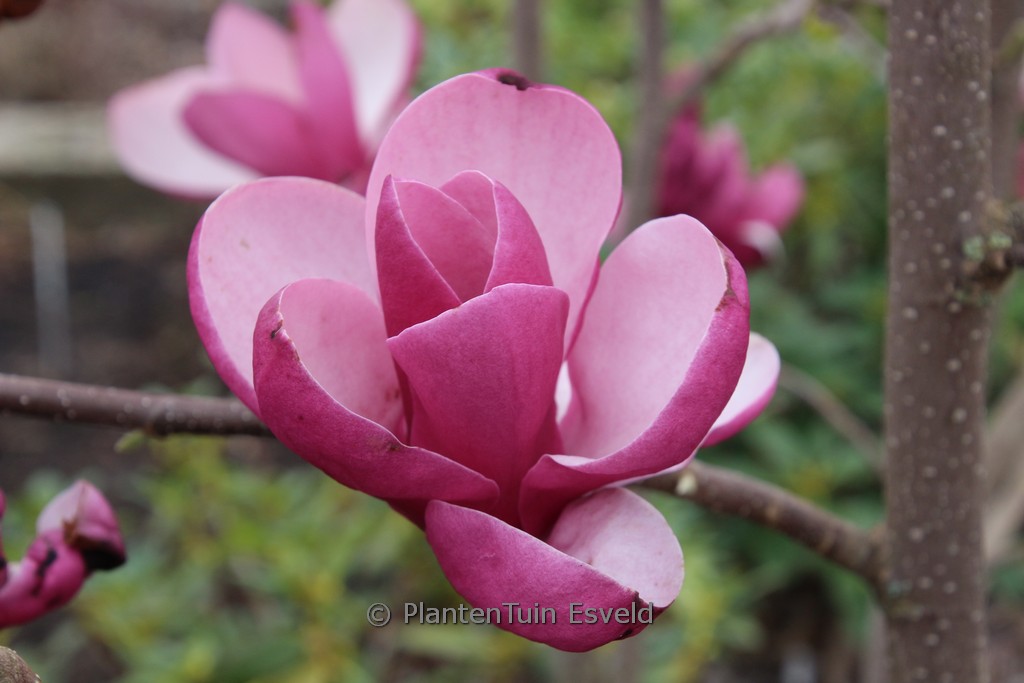 Magnolia ‚Theodora‘