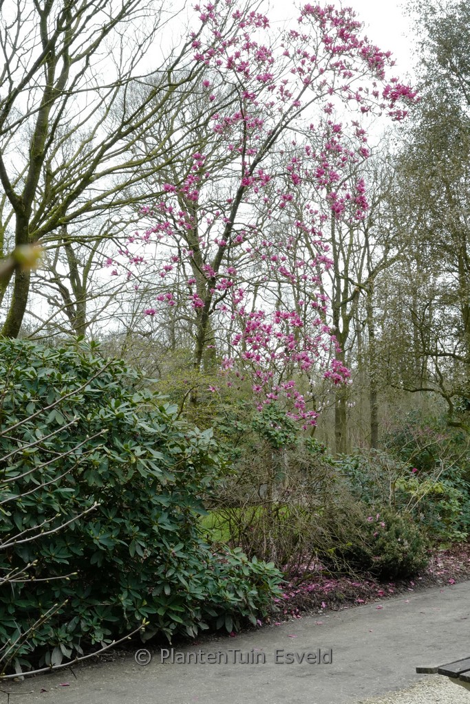 Magnolia ‚Vulcan‘