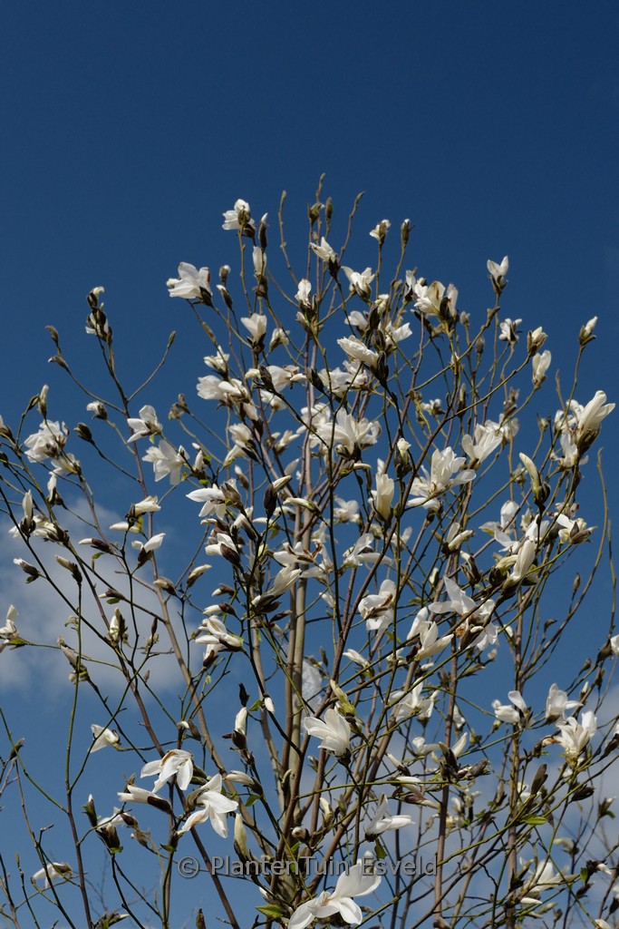 Magnolia ‚Wada’s Memory‘