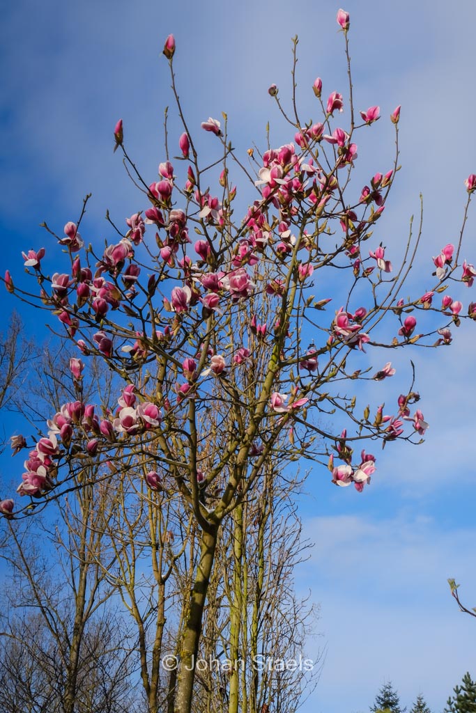 Magnolia ‚Wim Rutten‘