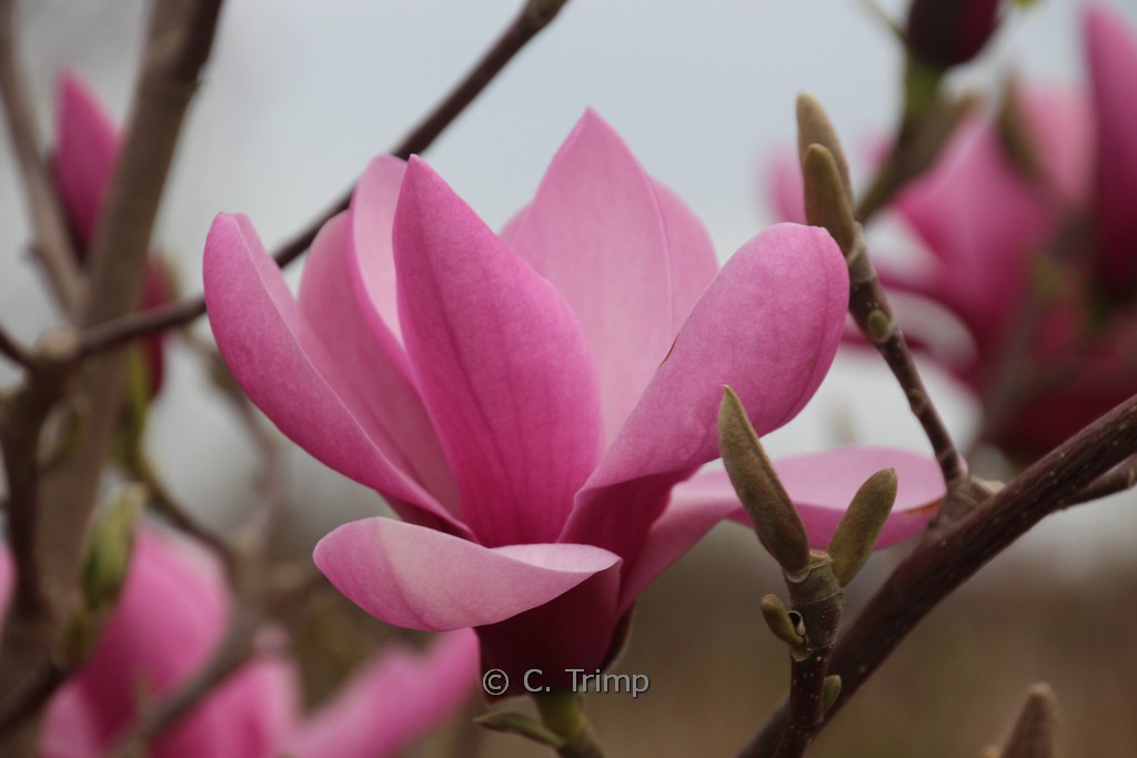 Magnolia ‚Yaeko‘