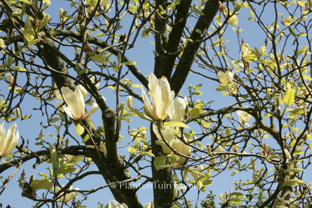 Magnolia ‚Yellow Lantern‘