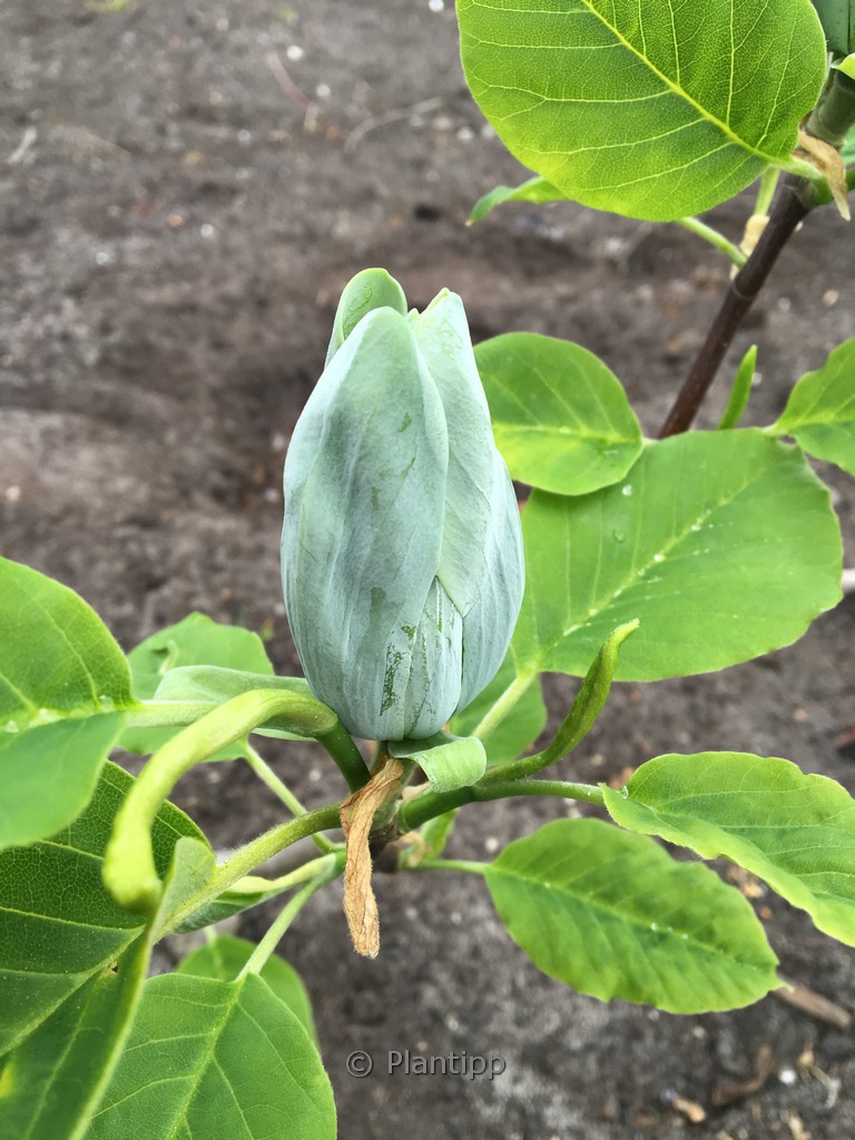 Magnolia acuminata ‚Baby Blue‘