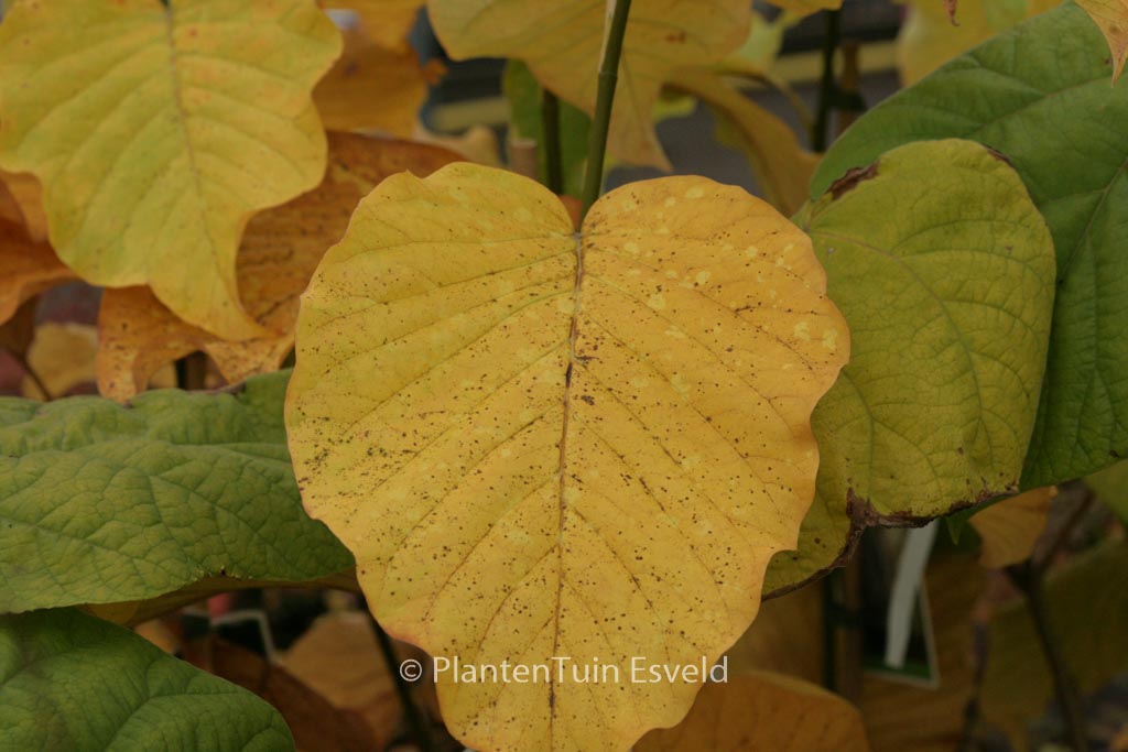 Magnolia acuminata ‚Blue Opal‘
