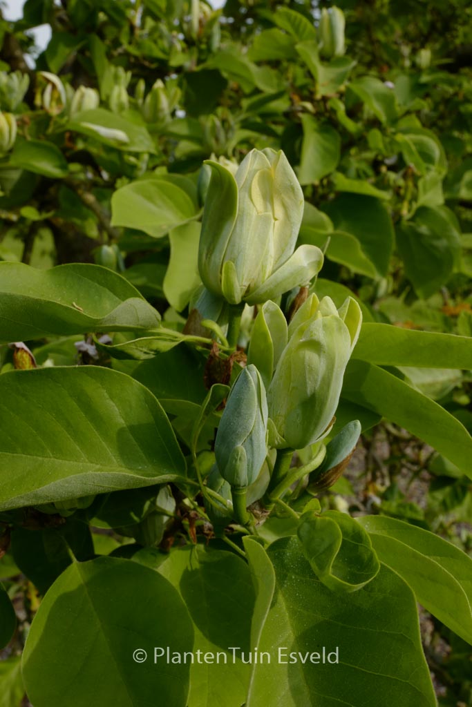Magnolia acuminata ‚Seiju‘