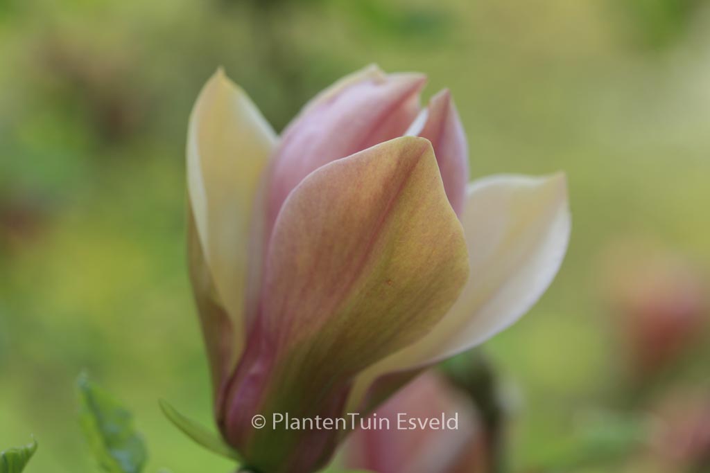 Magnolia brooklynensis ‚Eva Maria‘