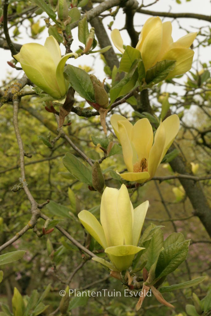 Magnolia brooklynensis ‚Woodsman‘ x ‚Gold Star‘