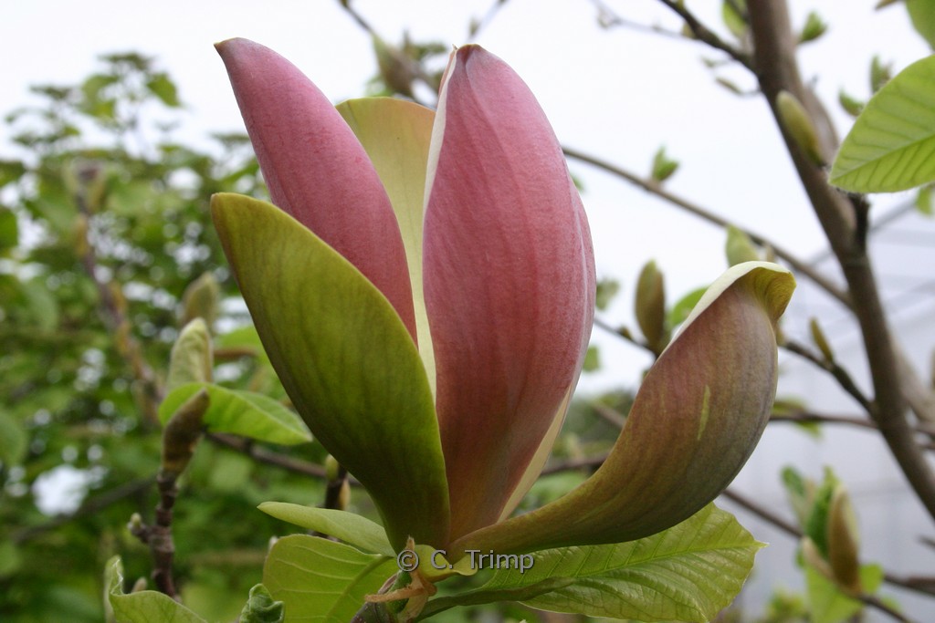 Magnolia brooklynensis ‚Woodsman‘