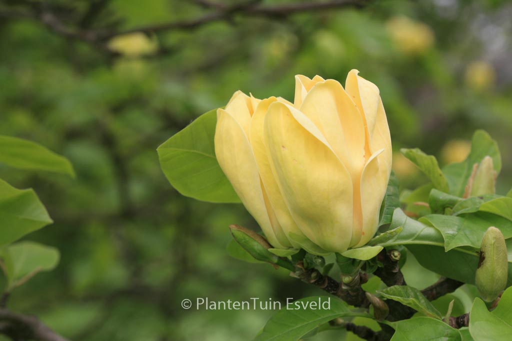 Magnolia brooklynensis ‚Yellow Bird‘