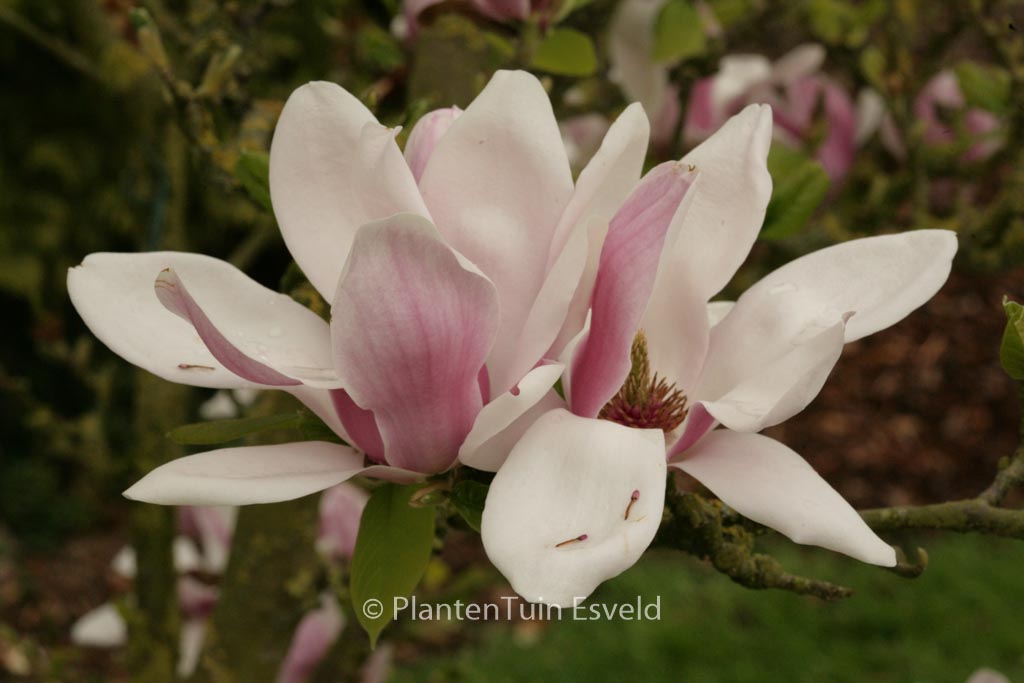Magnolia denudata ‚Dan Xin‘ (FRAGRANT CLOUD)