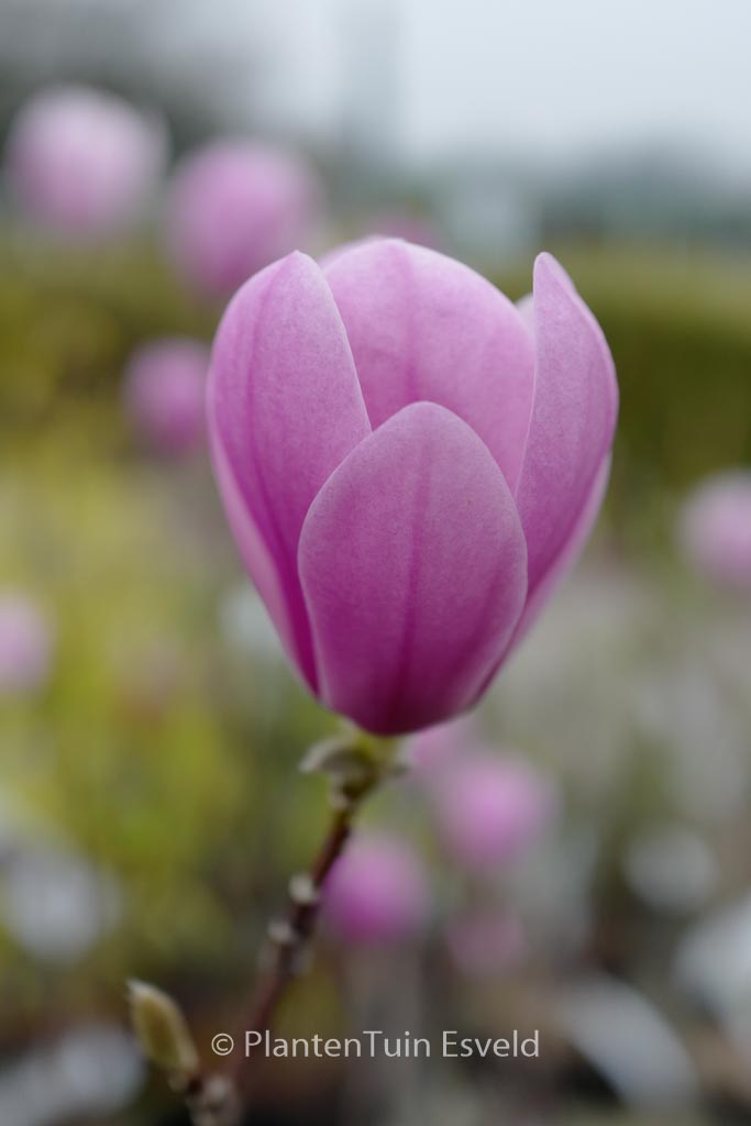 Magnolia denudata ‚Minfor‘ (FESTIROSE)