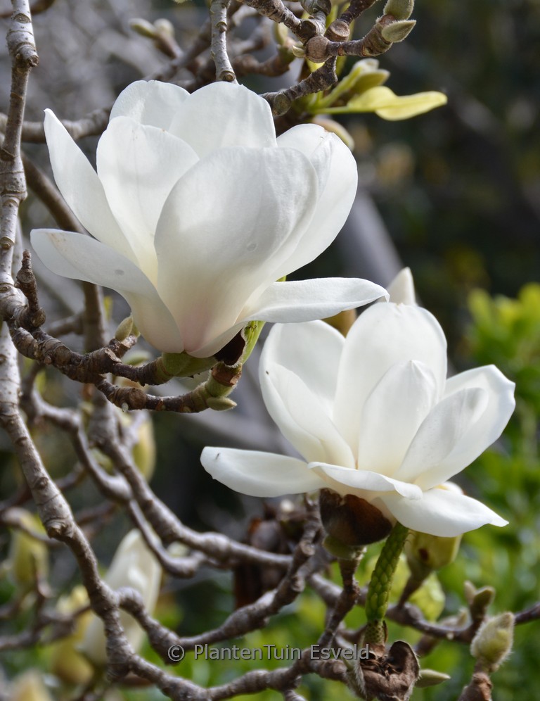Magnolia denudata