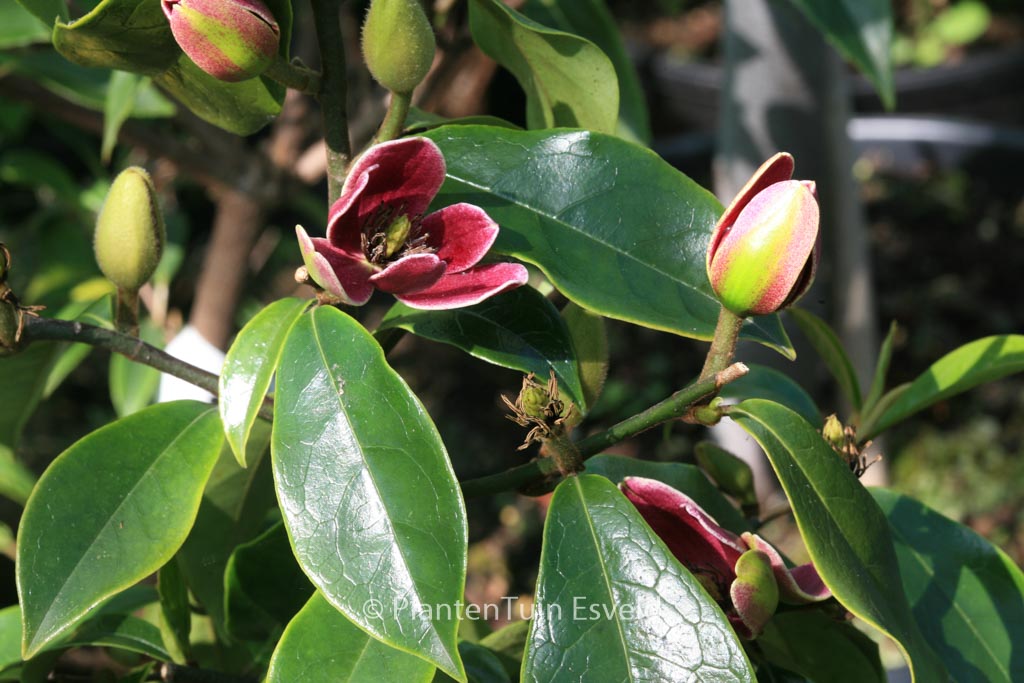 Magnolia figo ‚Purple Queen‘