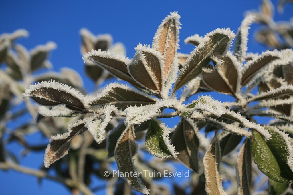 Magnolia grandiflora ‚Esveld‘