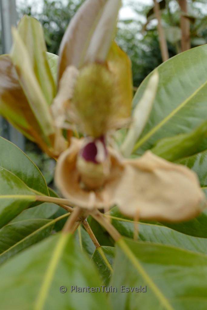 Magnolia grandiflora ‚Ferruginea‘