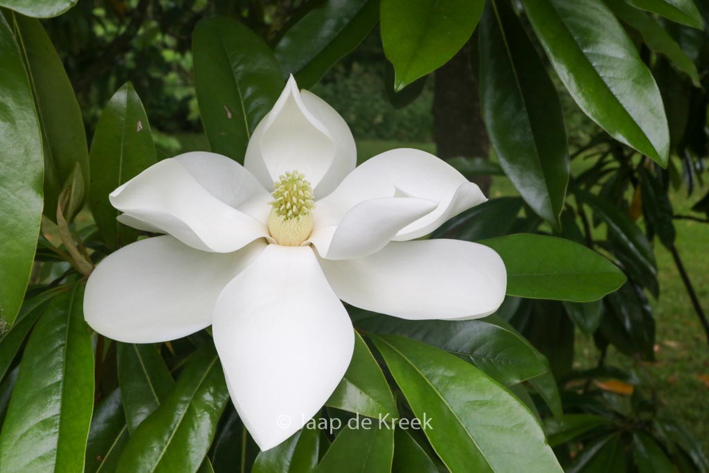 Magnolia grandiflora ‚Galissonniere‘