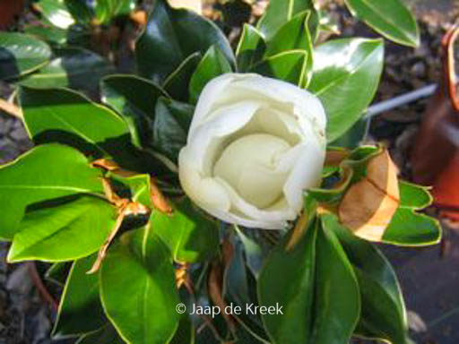 Magnolia grandiflora ‚Kay Parris‘