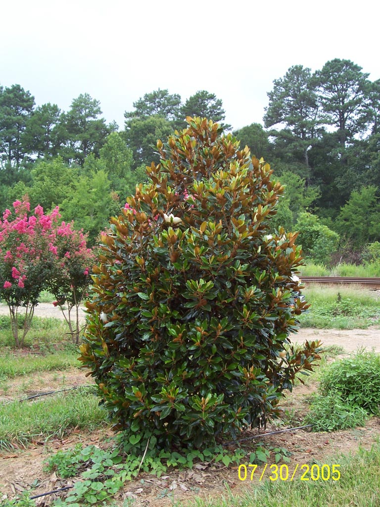 Magnolia grandiflora ‚Little Gem‘