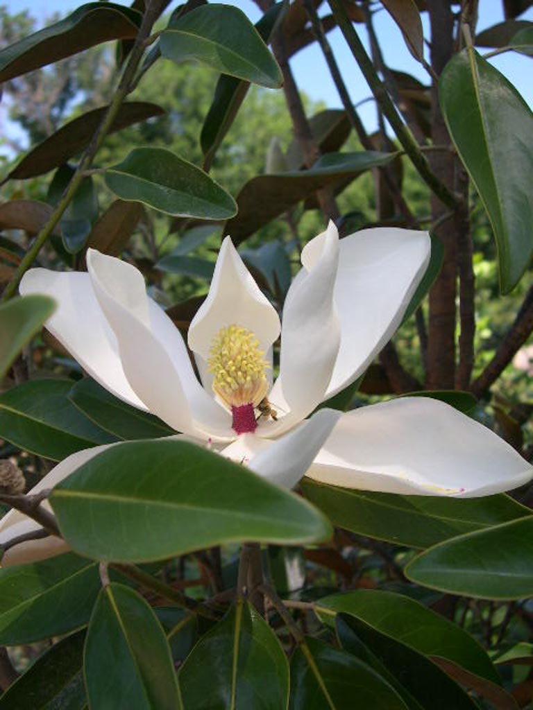 Magnolia grandiflora ‚TMGH‘ (ALTA)