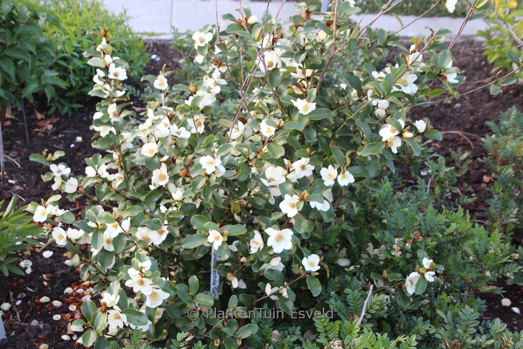 Magnolia laevifolia ‚Gail’s Favourite‘