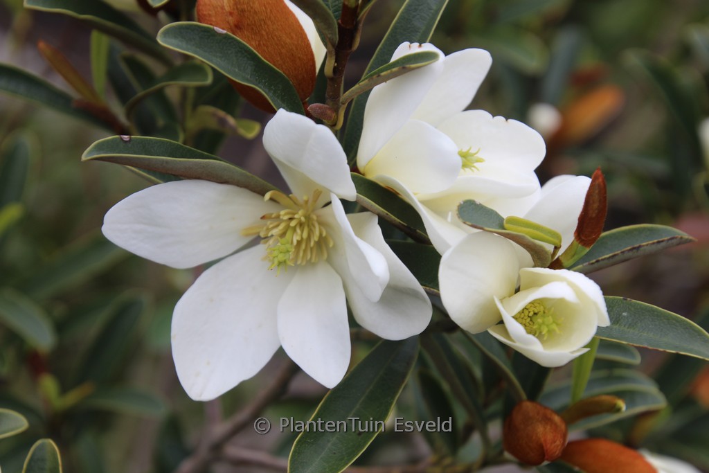 Magnolia laevifolia ‚Willow Leaf‘