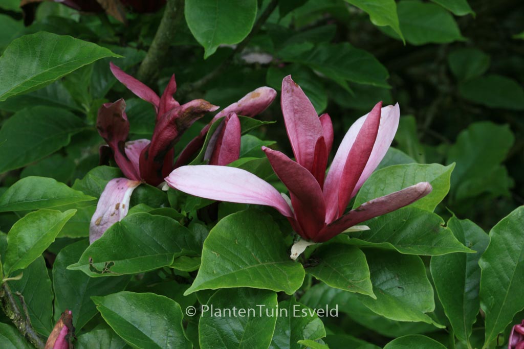 Magnolia liliiflora ‚Nigra‘