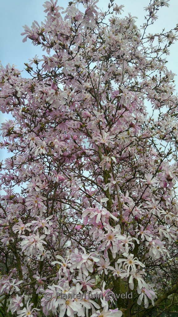 Magnolia loebneri ‚Leonard Messel‘