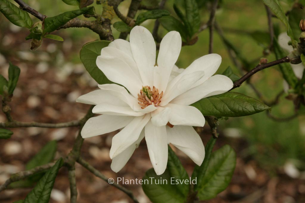 Magnolia loebneri ‚Mag’s Pirouette‘