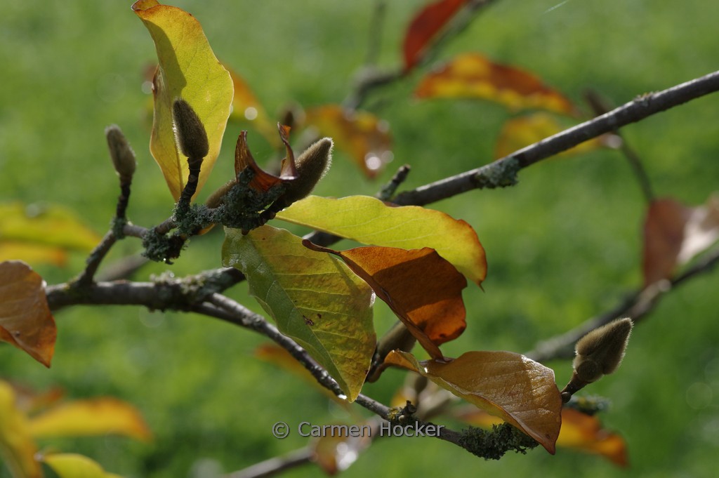 Magnolia loebneri ‚Merrill‘