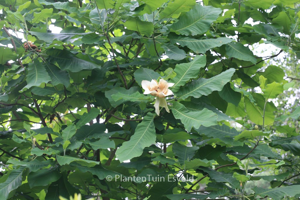 Magnolia macrophylla